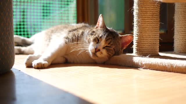 A cute cat enjoying its leisure time.