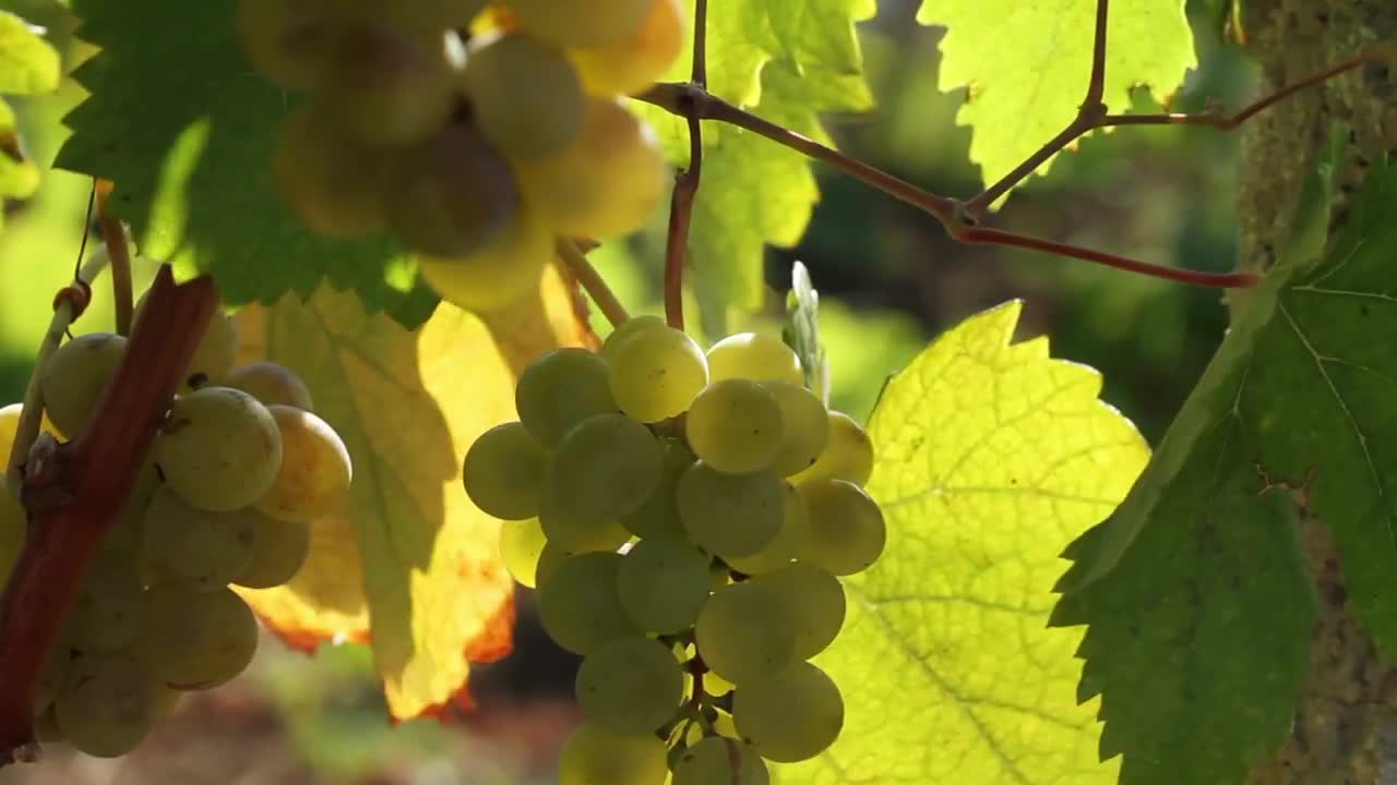 The trellis was covered with ripe grapes