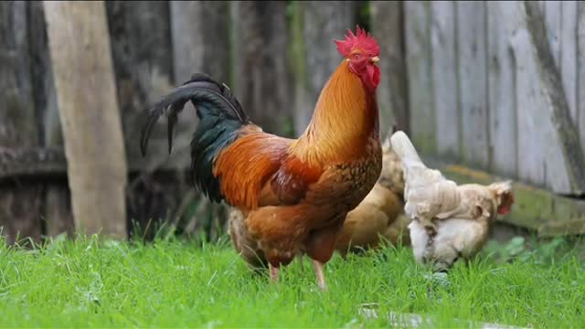 beautiful hen eating & cock