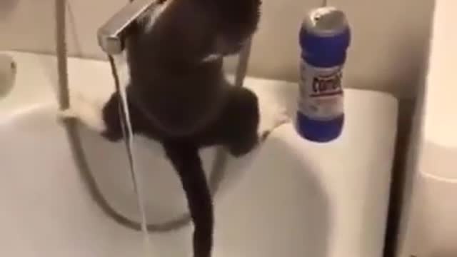 I'm shocked to see how this Cute Cat is drinking the water.