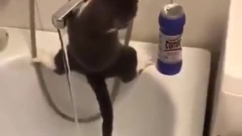 I'm shocked to see how this Cute Cat is drinking the water.