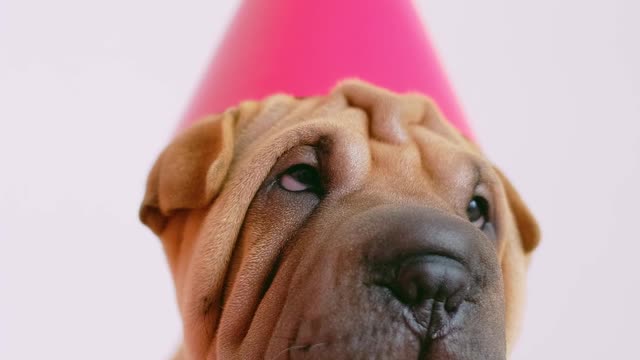 Cute Wrinkled Puppy with a Party Hat