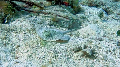 Footage of baby stingray eating is truly remarkable flsh