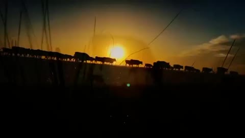 cow at sunset