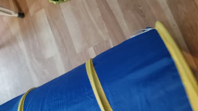 Puppy in tunnel