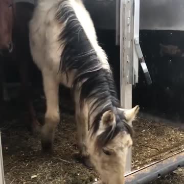 Brewer, Fiona and Zorro unloading at foster