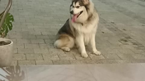 Alaskan Malamute