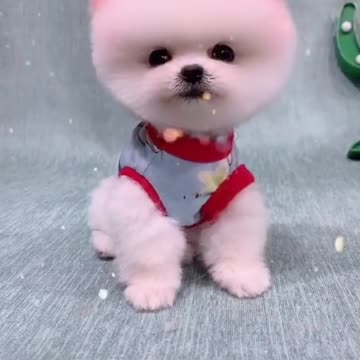 So Cute Puppy having some beauty time