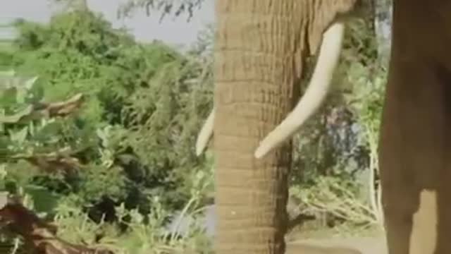 Baby Elephant's First Steps 👣