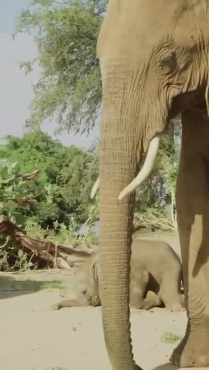 Baby Elephant's First Steps 👣
