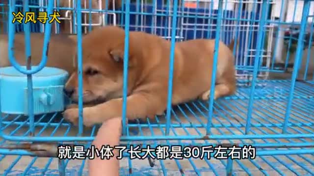 dog in cage