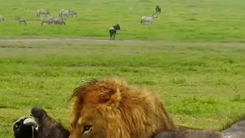 Animal world 💫💫#323