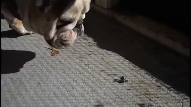 BULLDOGS DISCOVER BUMBLE BEE