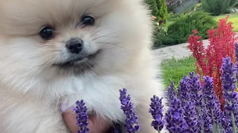 Dog with Violet Flower Cute