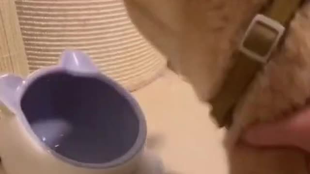 Getting payback on my cat