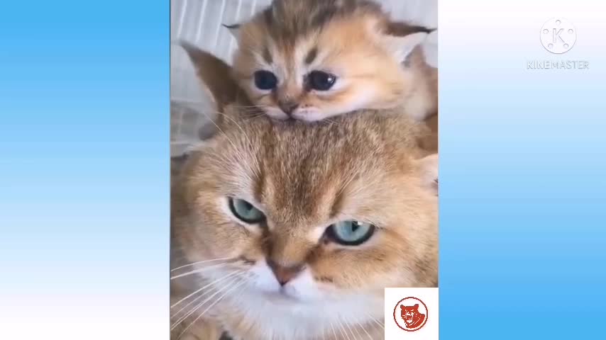 Pets and funny animals #2