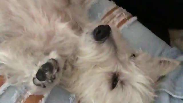 White dog laying between girls ripped blue jeans on back