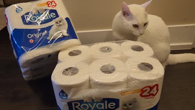 Cat Princess Banu toilet paper modeling shoot