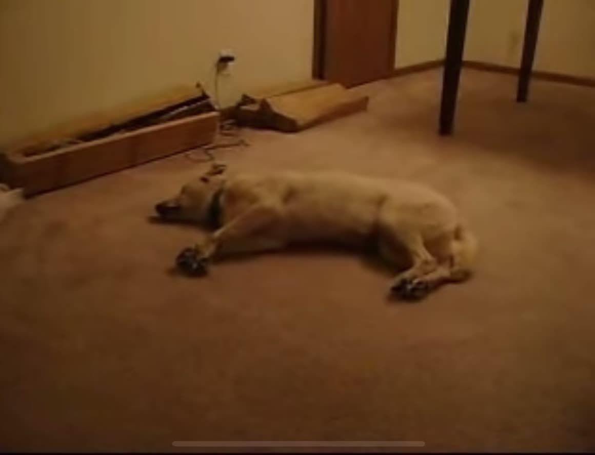 Dog stays on go!!!