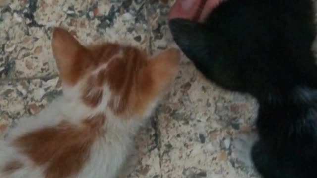 Sofi Kitten Eats Fresh White Cheese From Owner Hands