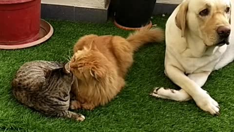 Morning cat kissing each other cuddling single dog
