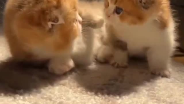 You can't fight, cuties