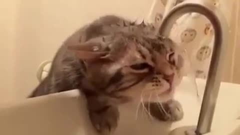 Lustiges Katzenvideo