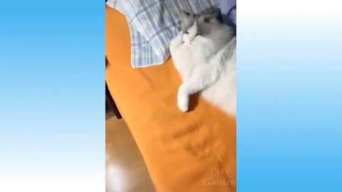 Cute and funny pets 10