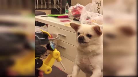 Funny and Cute Dog Reaction to Playing Toy _ Aww Animals