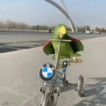 Parrot driving BMW Awesome moments
