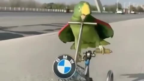 Parrot driving BMW Awesome moments