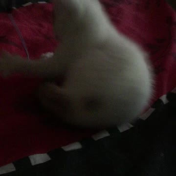 Kitten goes round and round