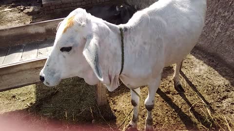 My Cow Elder Baby Amazing Cow