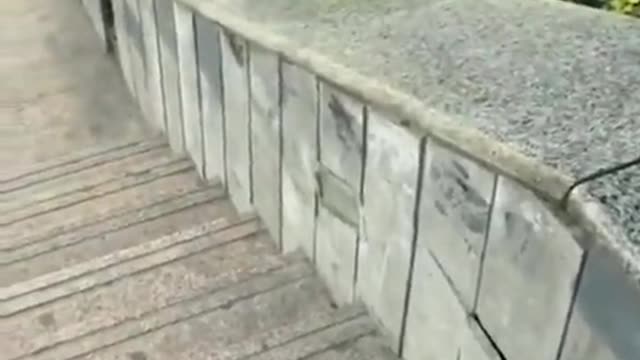 DOG ENJOY OWN RIDE