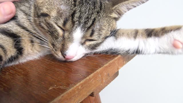 Adorable Little Cat Hugs a Toy Mouse