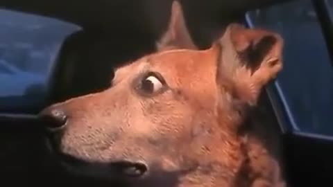 Funny reaction of a dog to the cries of a woman