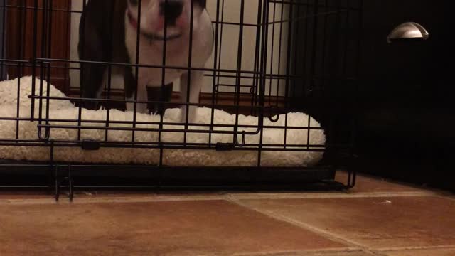 Boston Terrier can escape his cage