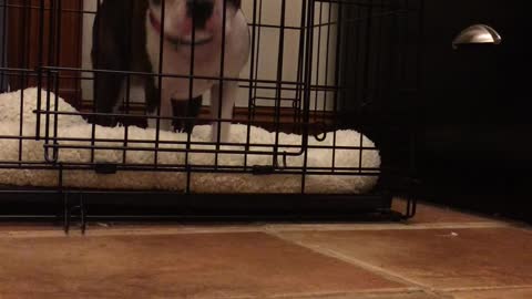 Boston Terrier can escape his cage