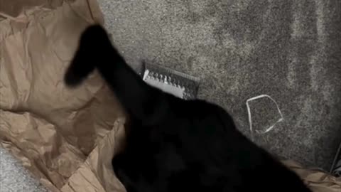 Cute Precious Piper Crunches the Packing Material - Adopting a Cat from a Shelter Vlog #shorts