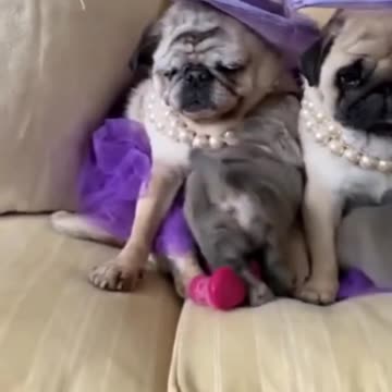 Funny and Cute Dogs Videos