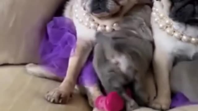 Funny and Cute Dogs Videos