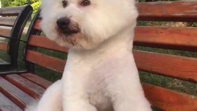 OMG So 😮😮 Funny Cute Puppies & Dog Videos #5