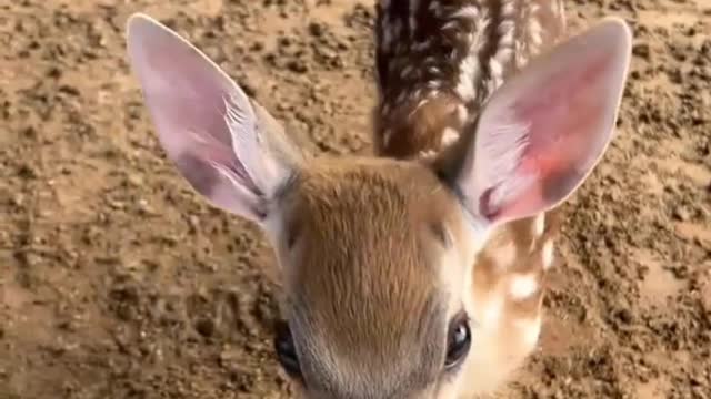 A baby deer