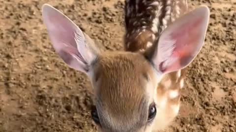 A baby deer