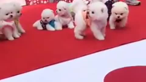 catwalk for puppies