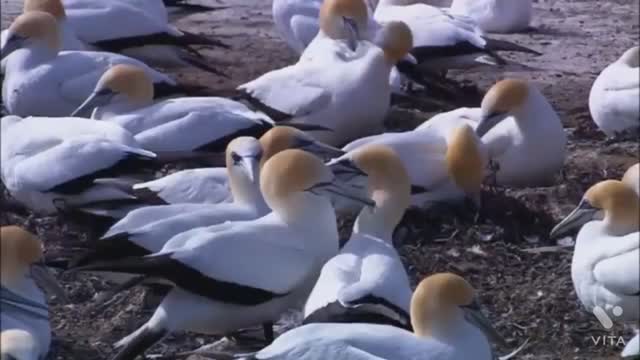 Lovely bird and loving wild area's animals