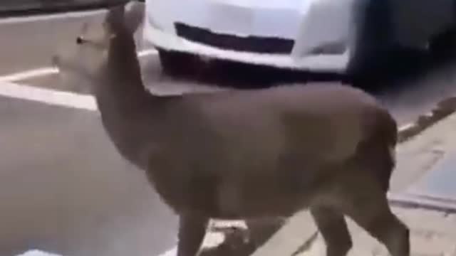 Animals are more conscious than humans