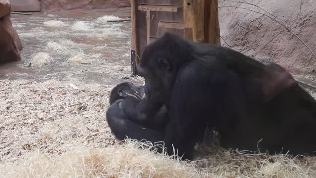 Two young gorillas caught playfighting