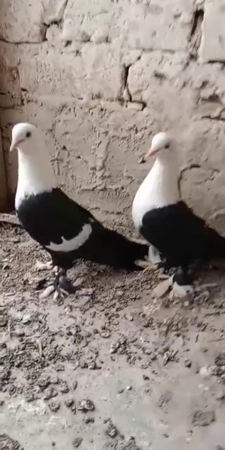 Fancy beautiful pigeon low flying breeder pair