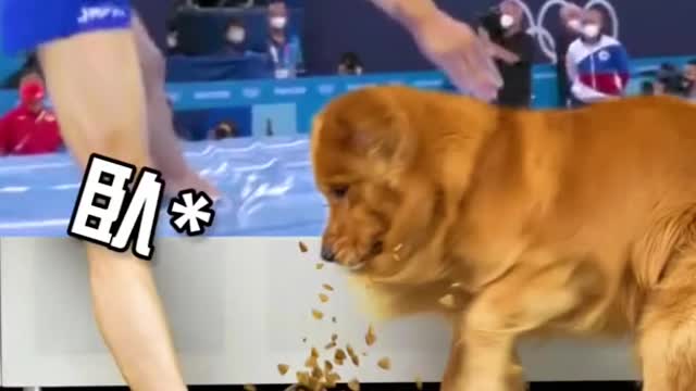 Golden Retriever : step on my dog food 😡pooh !nothing